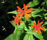 Lychnis fulgens