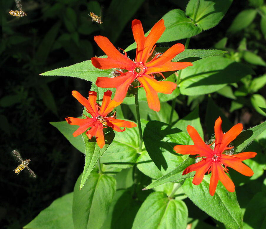 Изображение особи Lychnis fulgens.