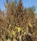 Cyclachaena xanthiifolia