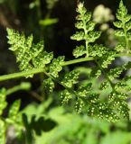 Cystopteris fragilis. Часть спороносящей вайи (абаксиальная поверхность). Магаданская обл., окр. Магадана, бухта Гертнера, сопка, на скале. 04.07.2016.