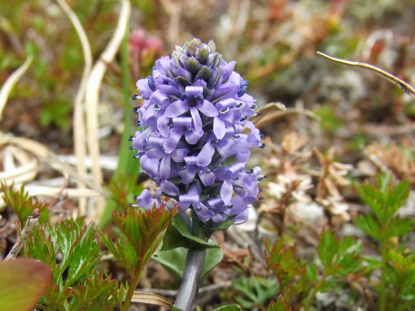 Image of Lagotis minor specimen.