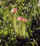 Rhodiola algida. Цветущее растение. Республика Алтай; долина Семи Озёр, исток р. Аккем, субальпийский пояс. Начало июля 2002 г.