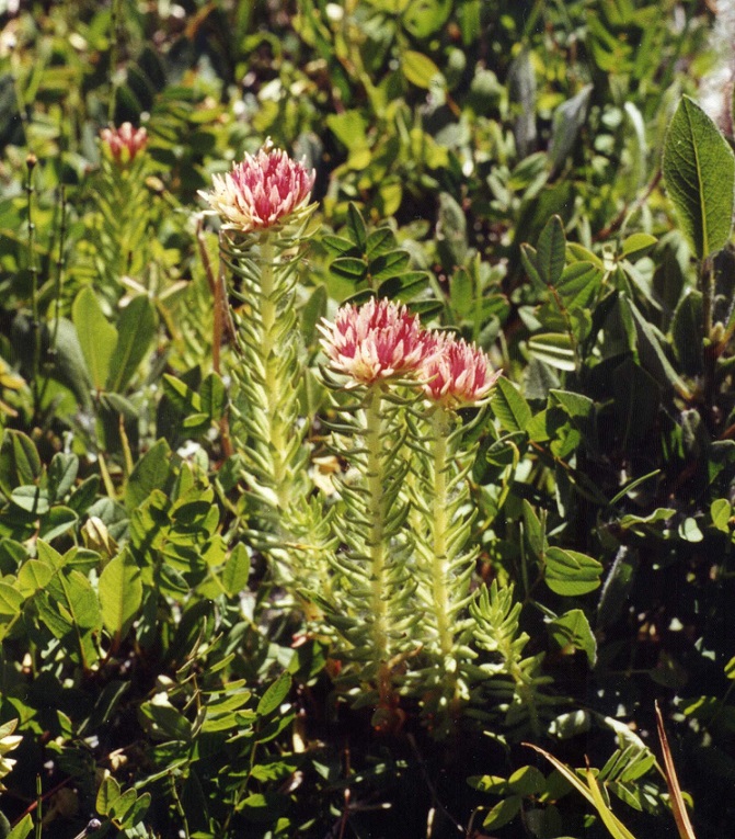 Изображение особи Rhodiola algida.