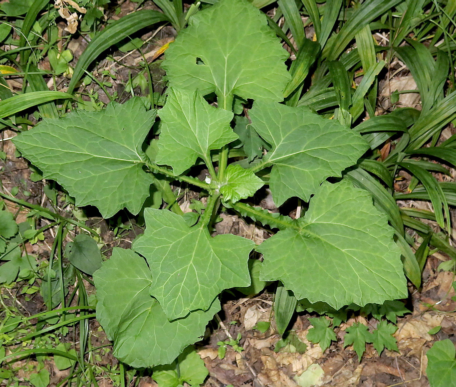 Image of Adenocaulon adhaerescens specimen.