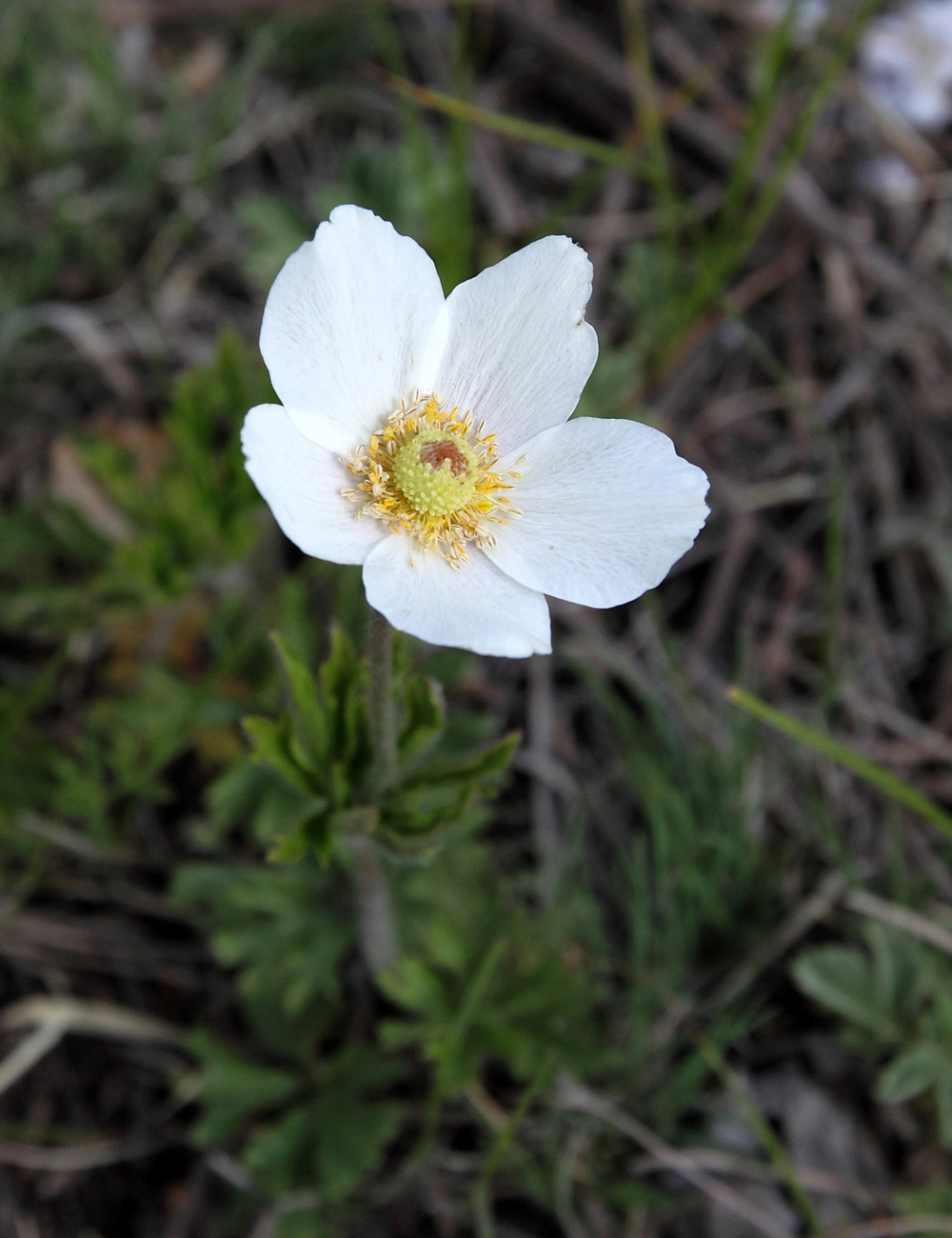 Изображение особи Anemone sylvestris.