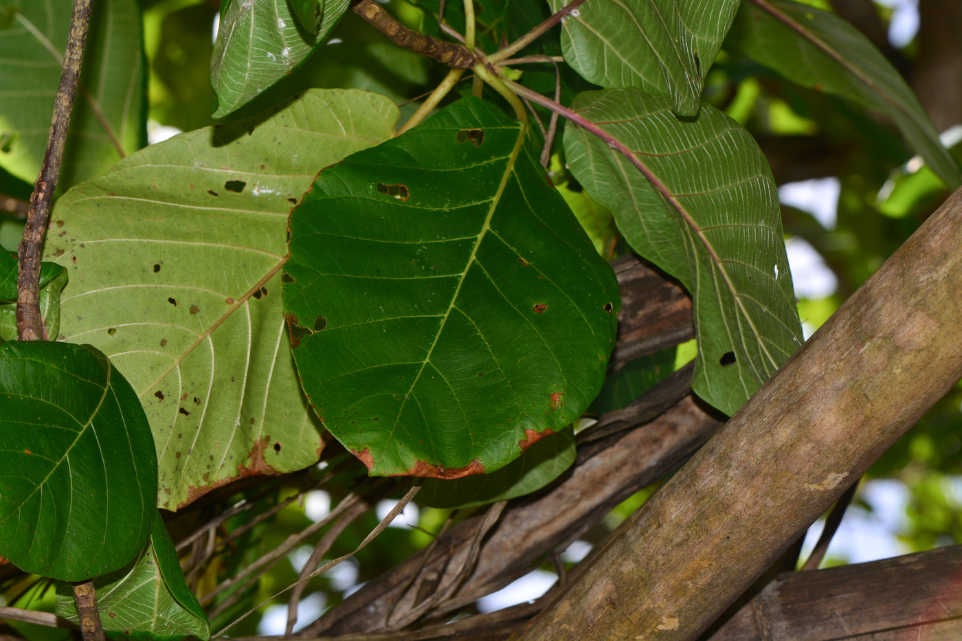 Изображение особи Guettarda speciosa.