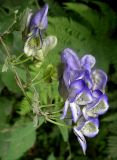 Aconitum axilliflorum