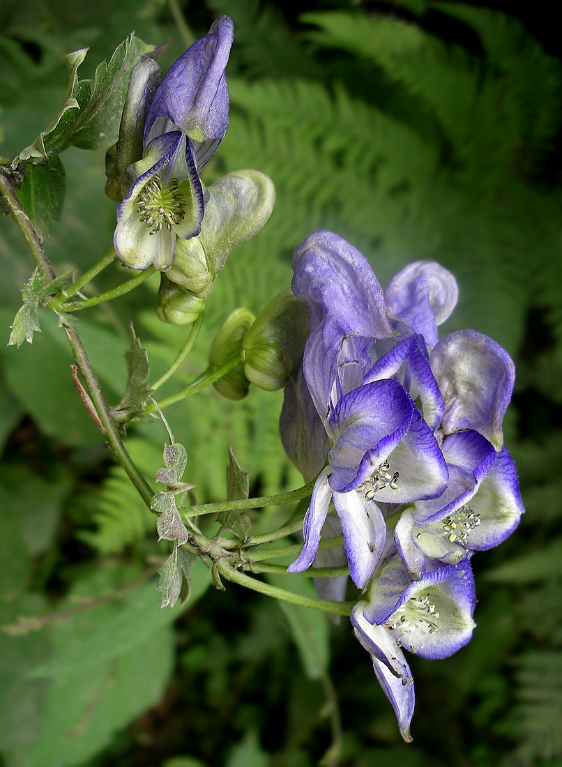 Image of Aconitum axilliflorum specimen.