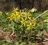 Gagea lutea. Цветущее растение. Москва, Ботанический сад МГУ. 25.04.2017.