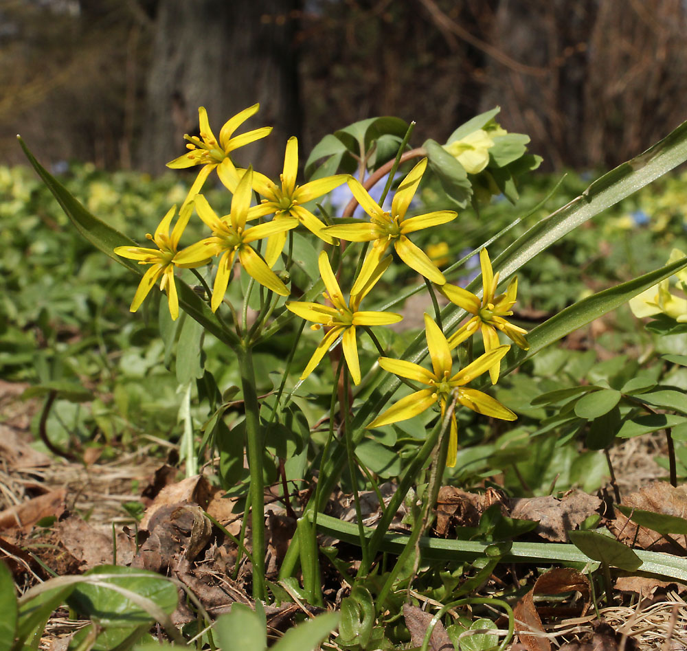 Изображение особи Gagea lutea.