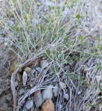 genus Astragalus