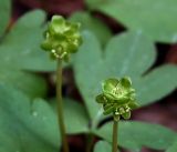 Adoxa moschatellina. Соцветие. Московская обл., Раменский р-н, окр. ж.-д. платформы Хрипань, смешанный лес у ЛЭП. 12.05.2017.