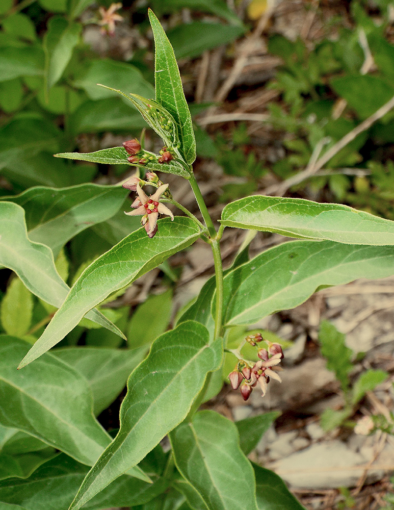 Изображение особи Vincetoxicum scandens.