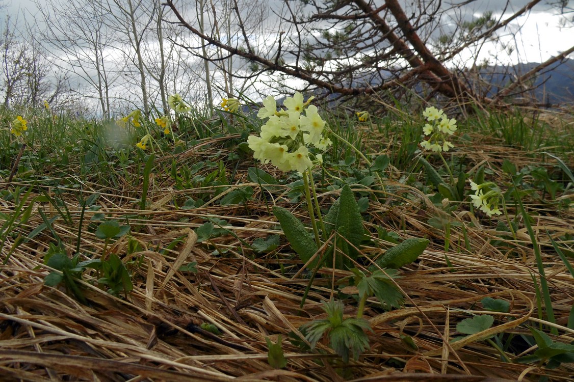 Image of Primula ruprechtii specimen.