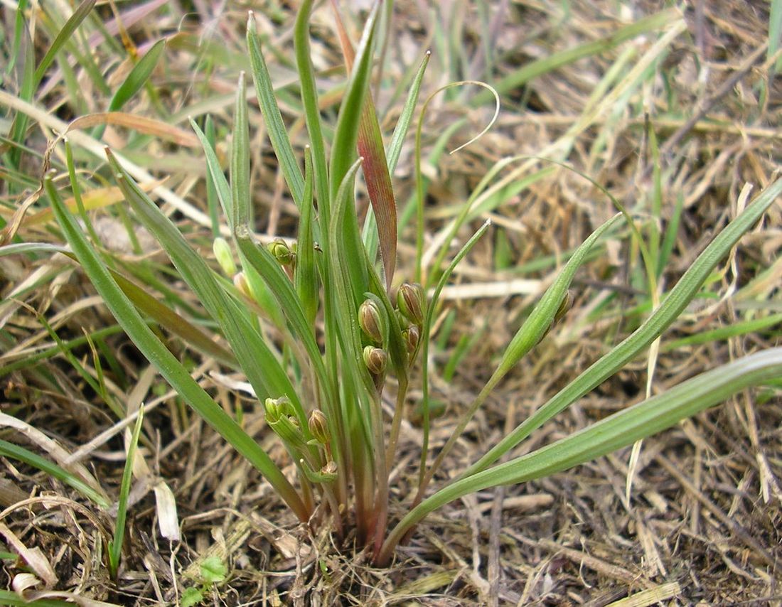 Image of genus Gagea specimen.