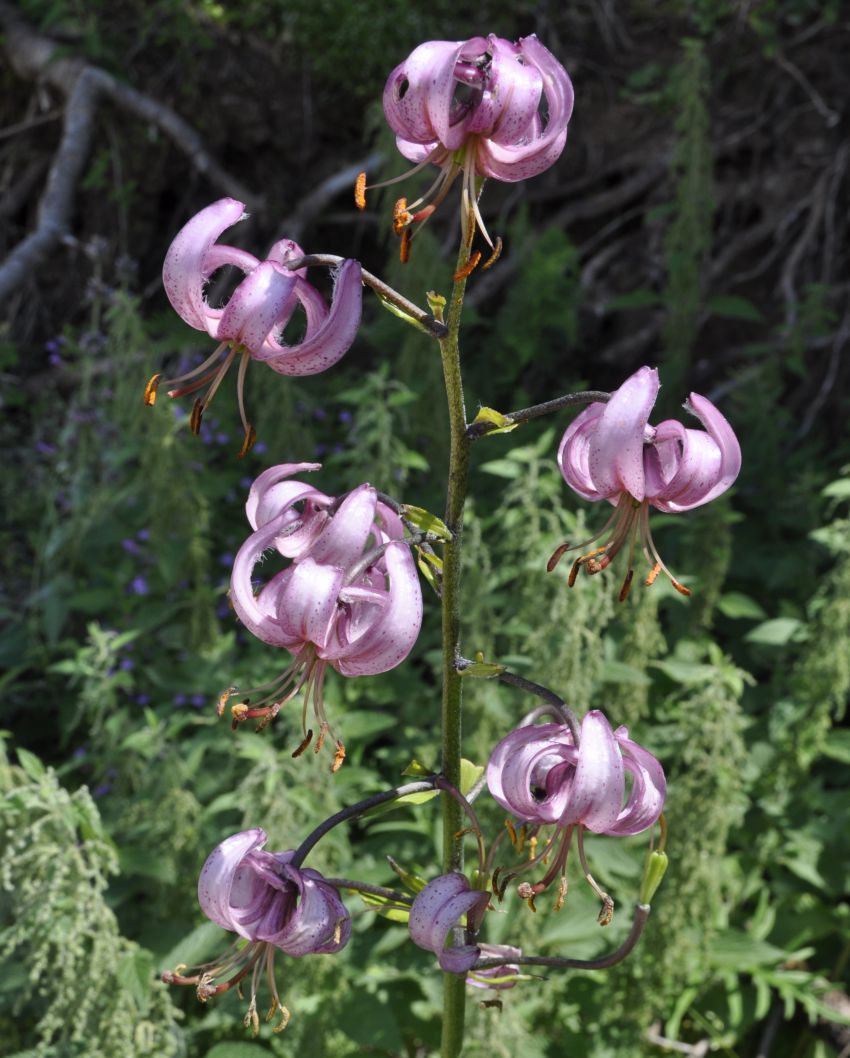 Изображение особи Lilium martagon.