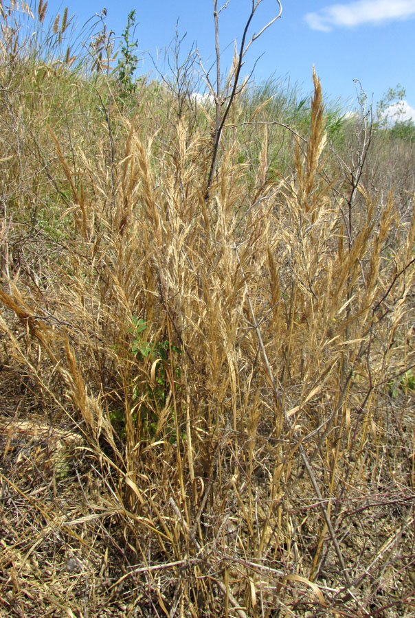 Image of Apera spica-venti specimen.