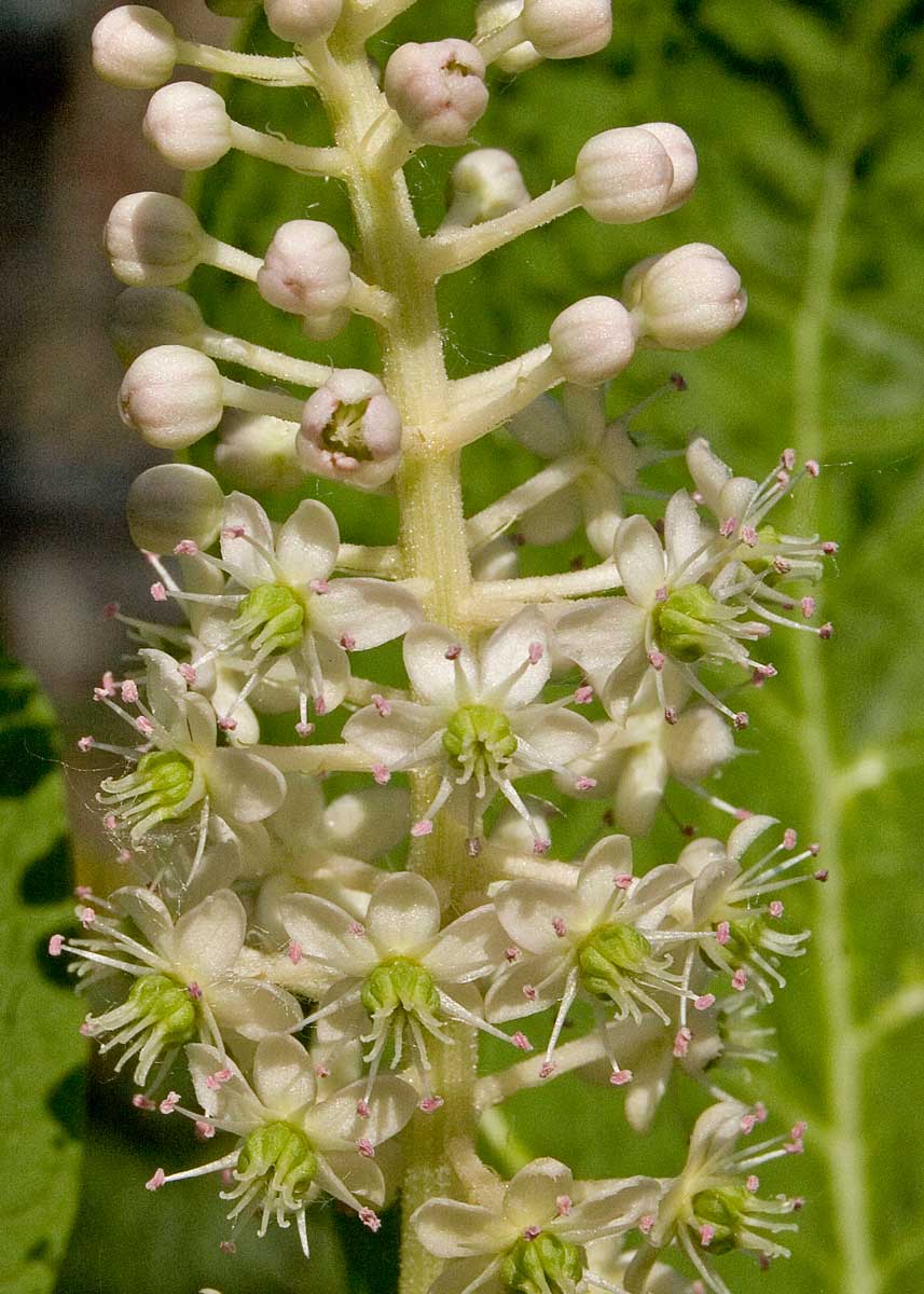 Image of Phytolacca acinosa specimen.