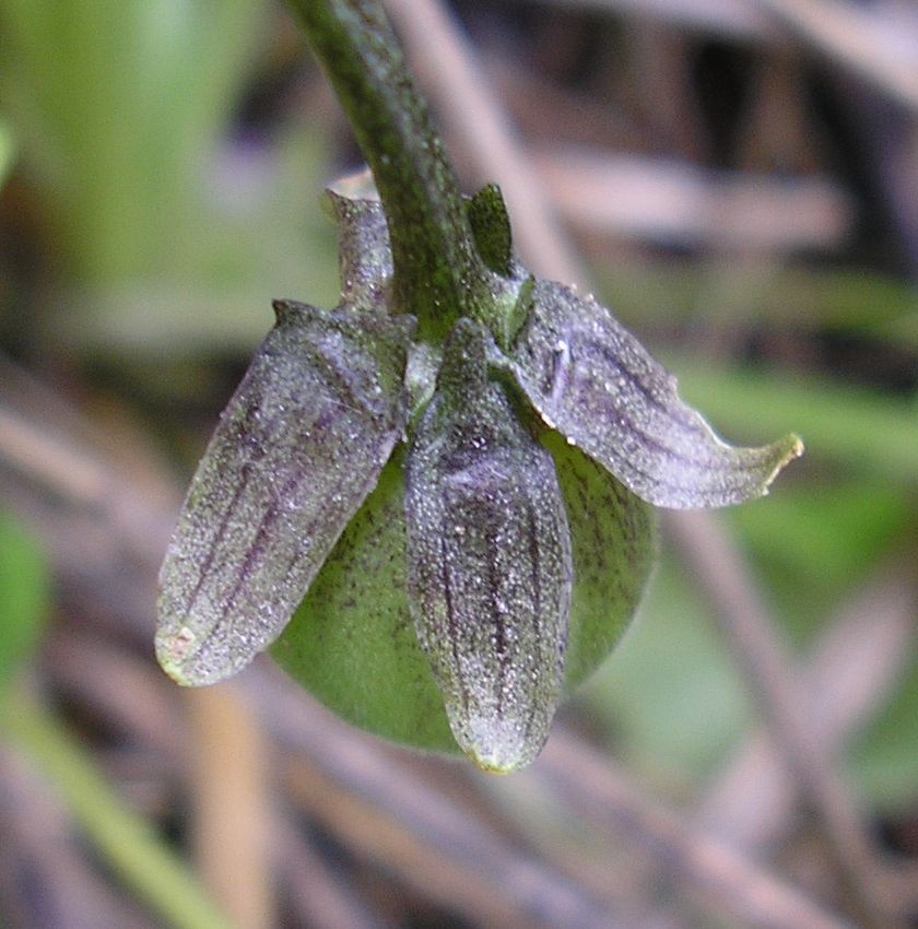 Image of Viola suavis specimen.