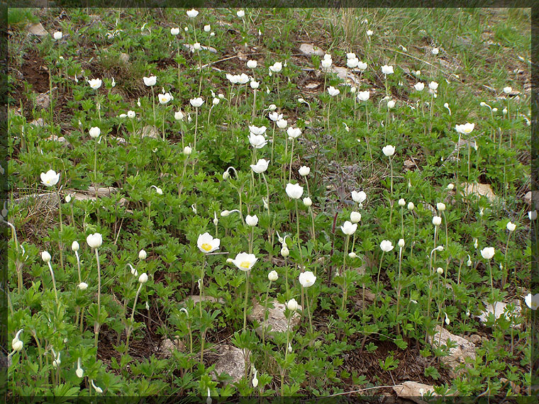 Image of Anemone sylvestris specimen.