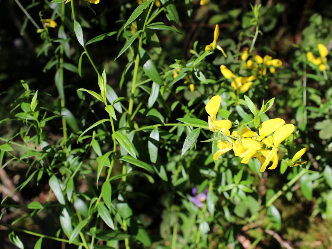 Image of Genista tinctoria specimen.