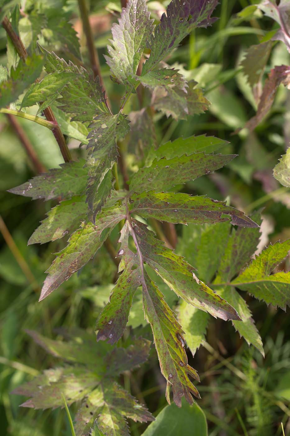 Изображение особи Serratula coronata.