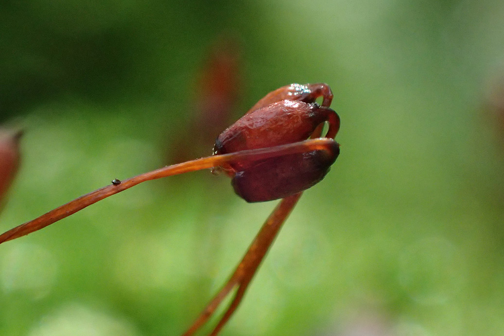 Изображение особи Plagiomnium cuspidatum.