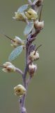 Chamaedaphne calyculata. Часть соплодия с незрелыми плодами. Нижегородская обл., Володарский р-н, окр. озера Светлое-3, отдельная карстовая воронка диаметром около 40 м., верховое сосново-пушицево-кустарничково-сфагновое болото. 02.09.2017.