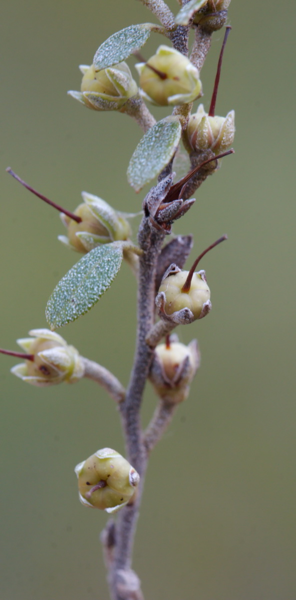 Image of Chamaedaphne calyculata specimen.