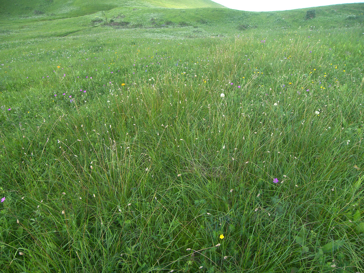 Изображение особи Sesleria heufleriana.