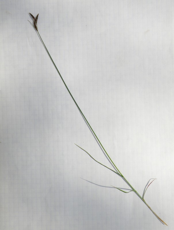 Image of Carex praecox specimen.