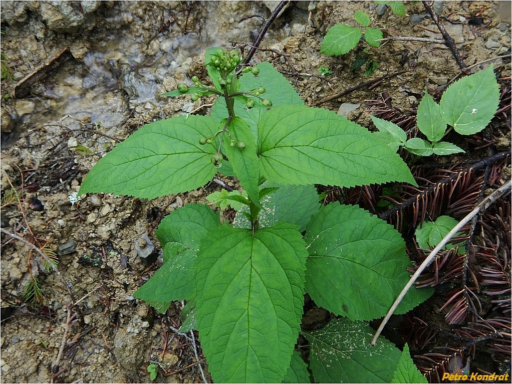 Изображение особи Scrophularia nodosa.