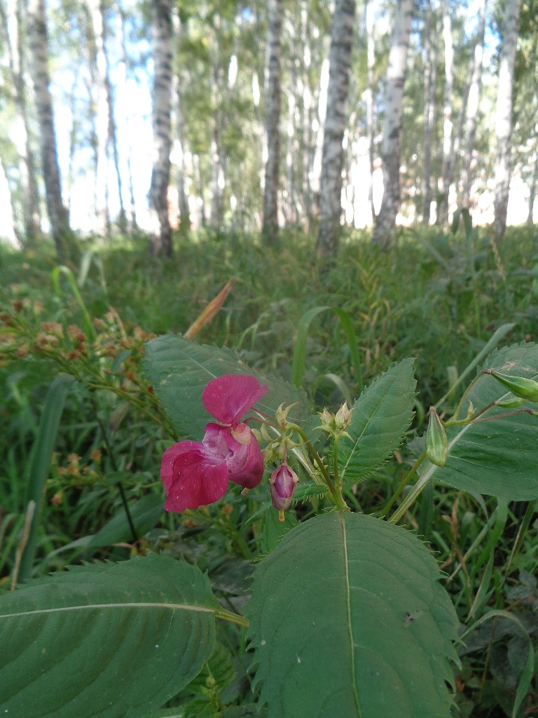 Изображение особи Impatiens glandulifera.