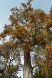 Taxodium distichum. Крона дерева в осенней окраске. Южный берег Крыма, г. Алупка, Воронцовский парк, в культуре. 24.10.2017.