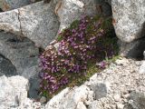 Saxifraga asiatica. Цветущее растение. Казахстан, Сев. Тянь-Шань, Заилийский Алатау в окр. г. Алматы, Большое Алматинское ущ., р-н Космостанции, 3380 м н.у.м. 15 июня 2017 г.