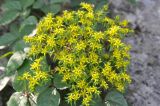 genus Sedum