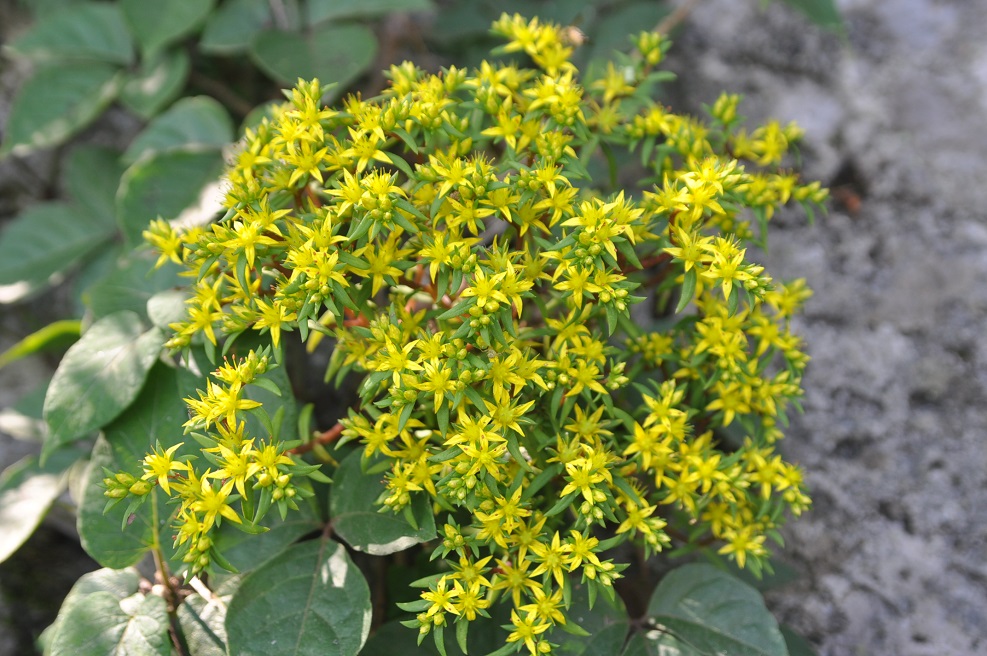 Изображение особи род Sedum.