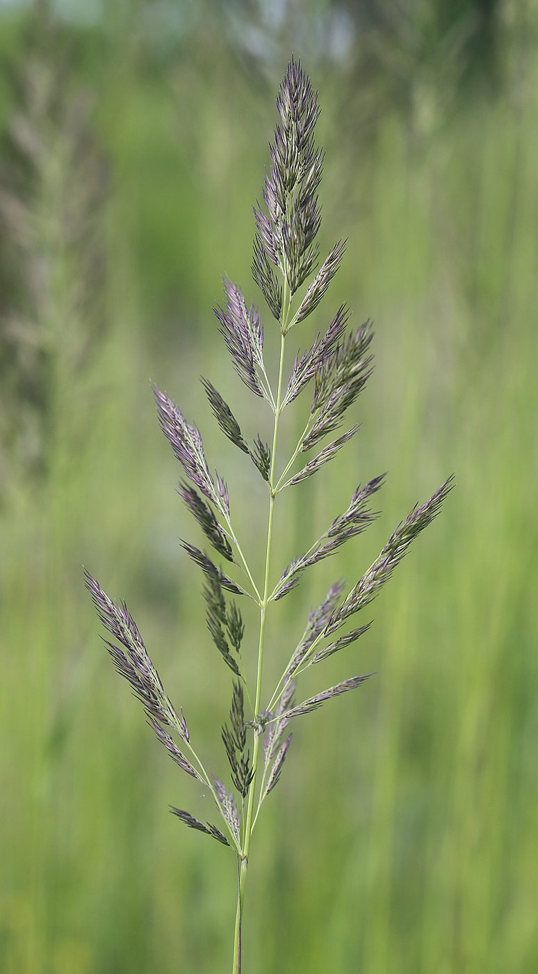 Изображение особи Calamagrostis epigeios.