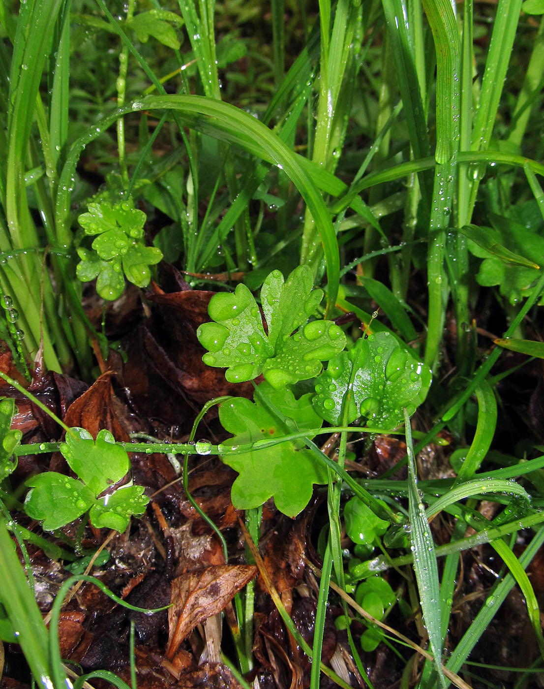 Изображение особи Ranunculus eschscholtzii.