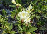 Rhododendron aureum