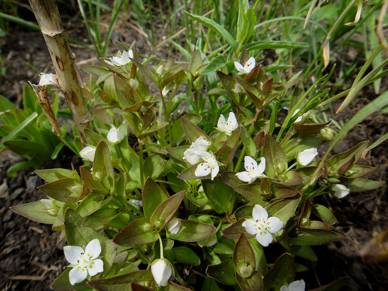 Изображение особи Anagallidium dichotomum.