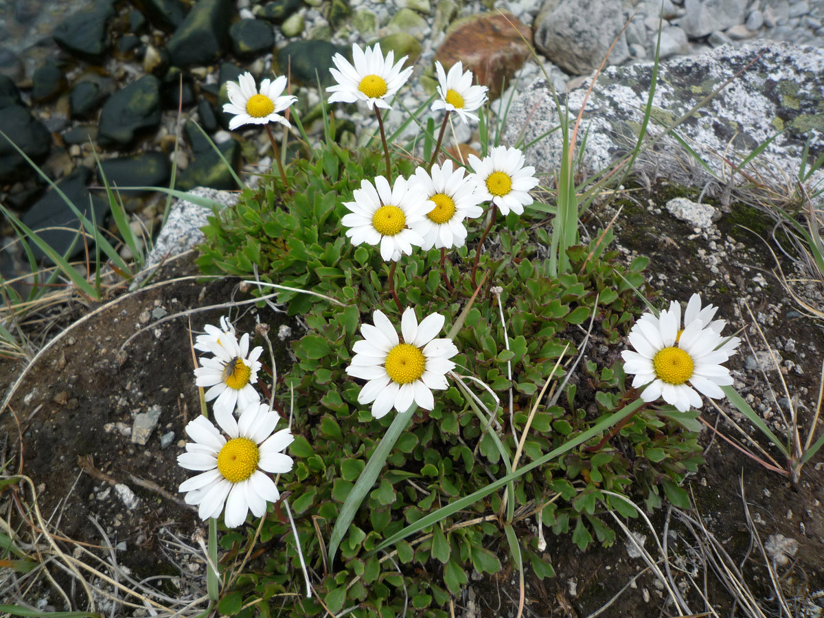 Image of Arctanthemum hultenii specimen.