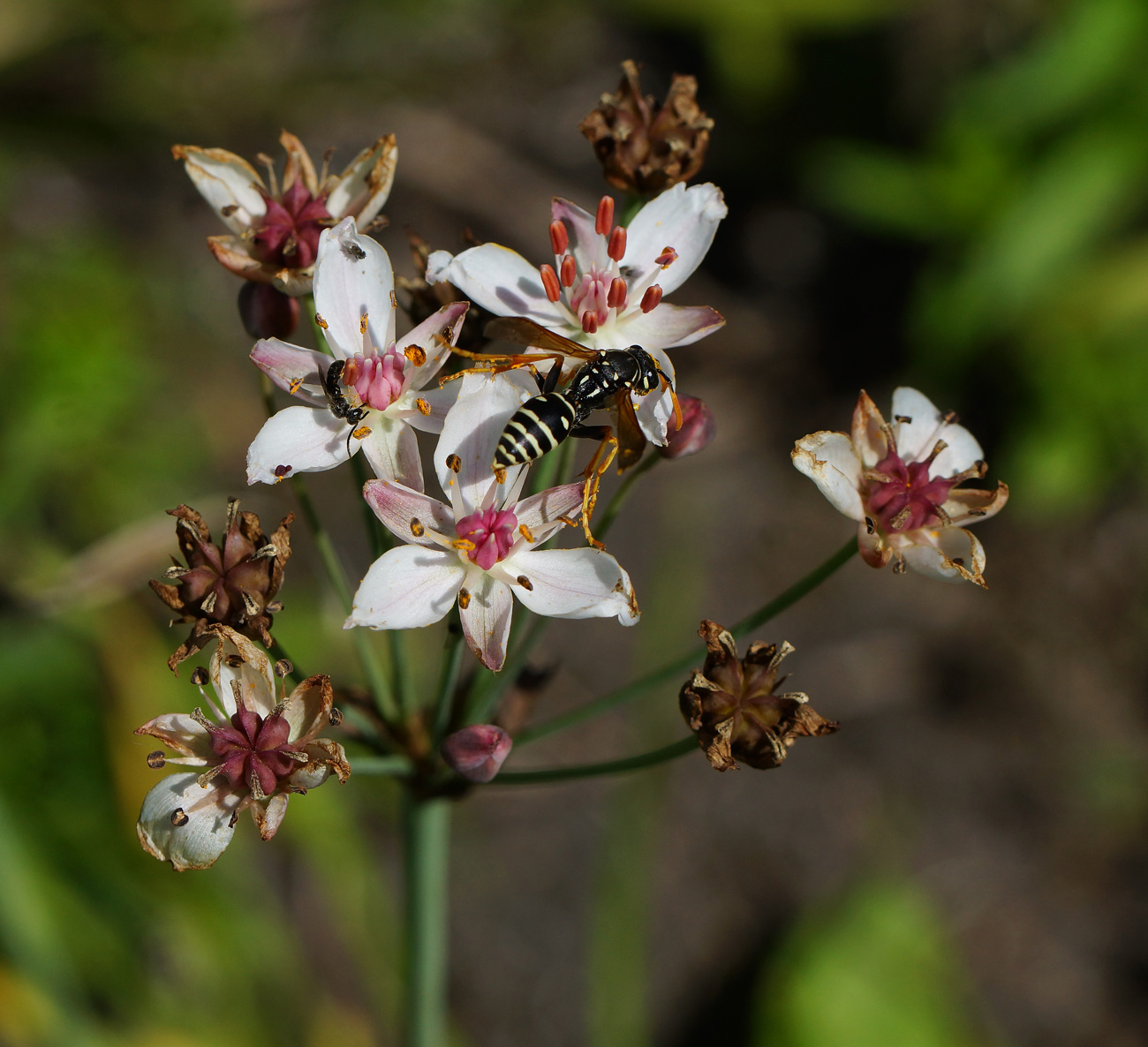 Изображение особи Butomus umbellatus.