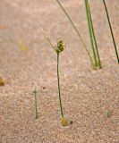 genus Carex. Цветущее растение. Монголия, аймак Булган, дюны Элсэн Тасархай, ≈ 1400 м н.у.м. 01.06.2017.