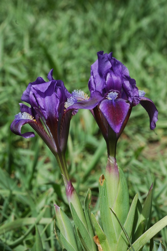 Изображение особи Iris pumila.