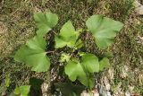 genus Xanthium