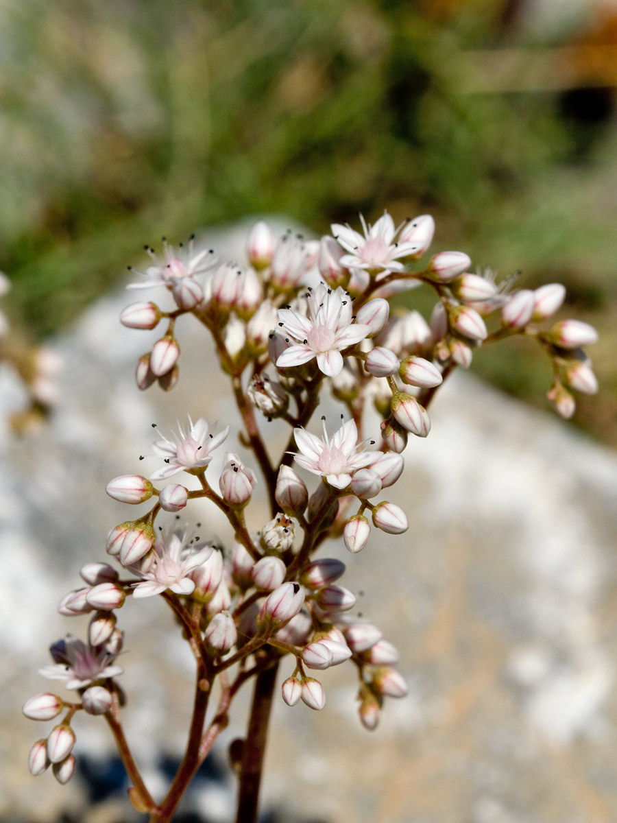 Image of Sedum album specimen.