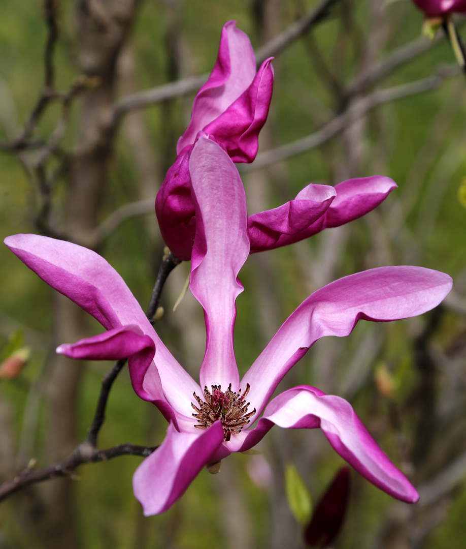 Image of genus Magnolia specimen.