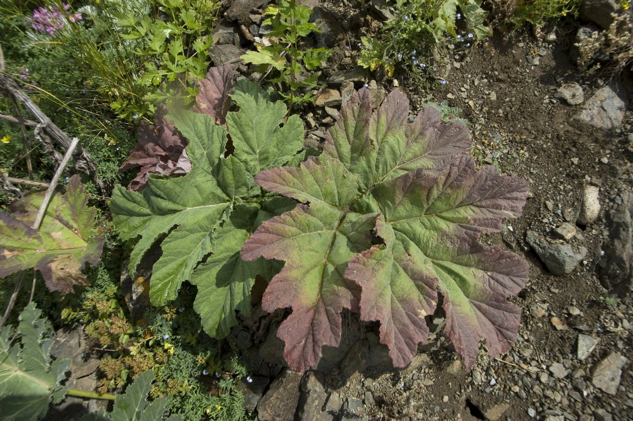 Изображение особи род Heracleum.