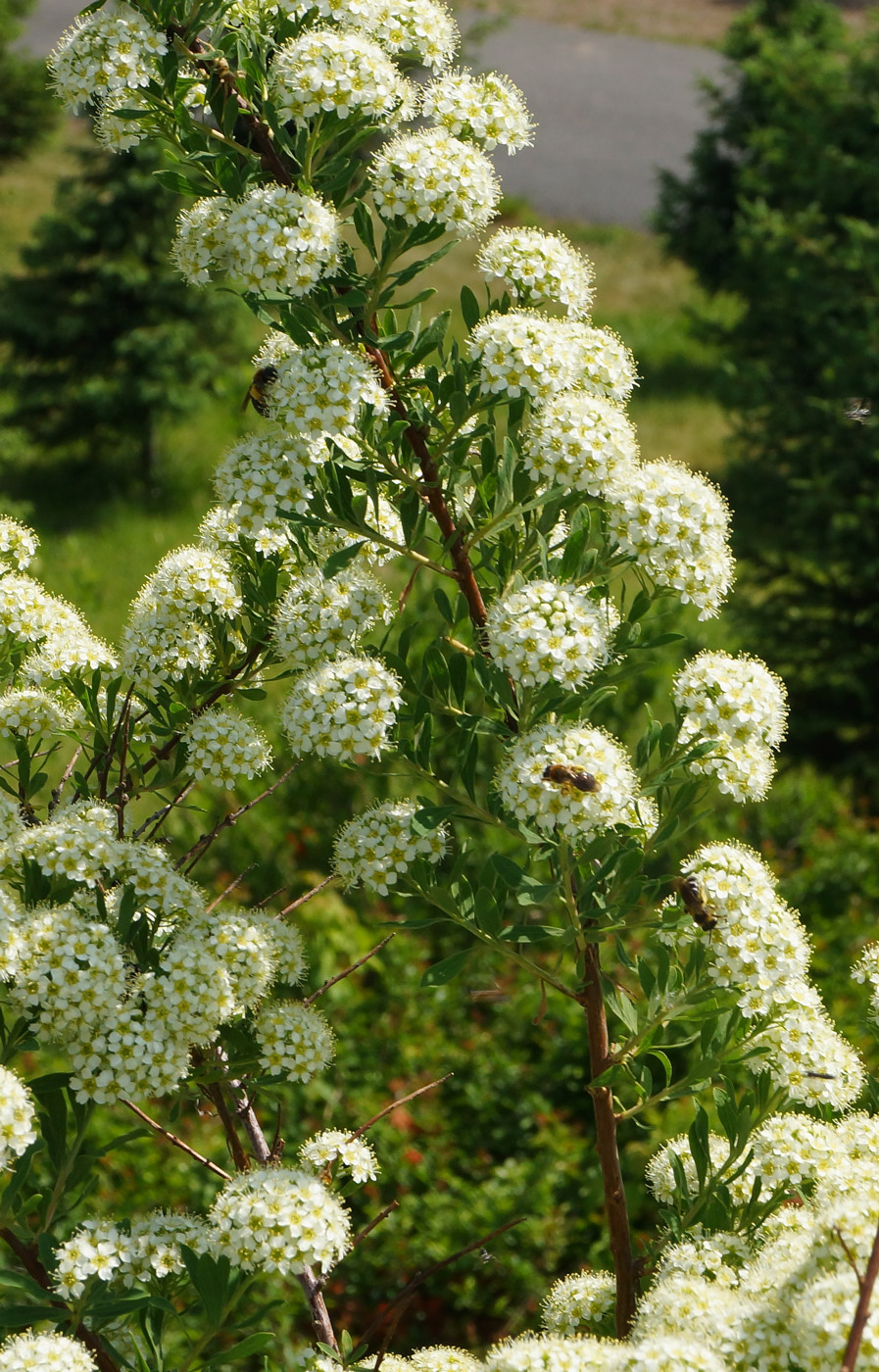 Изображение особи Spiraea crenata.